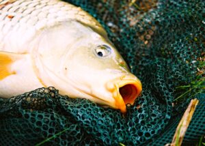 Конопляная мука также может быть эффективной приманкой для рыбы